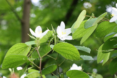 Bauhinia acuminata